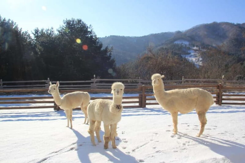 Seoul: Alpaca/Nami/Eobi(+RailBike, Strawberry optional) Tour - Final Thoughts