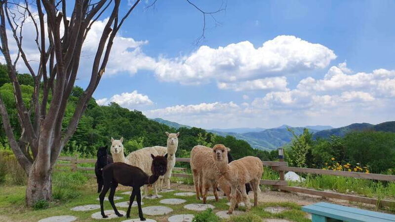Seoul: Alpaca/Nami/Garden of Morning Calm Tour (+Rail Bike) - Discover Korea’s Natural Charm: A Detailed Look at the Alpaca/Nami/Garden of Morning Calm Tour (+Rail Bike)
