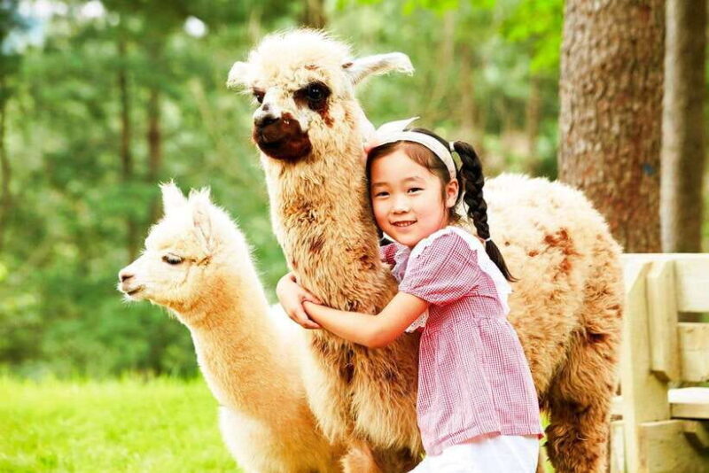 Seoul: Alpaca/Nami/Garden of Morning Calm Tour (+Rail Bike) - Good To Know