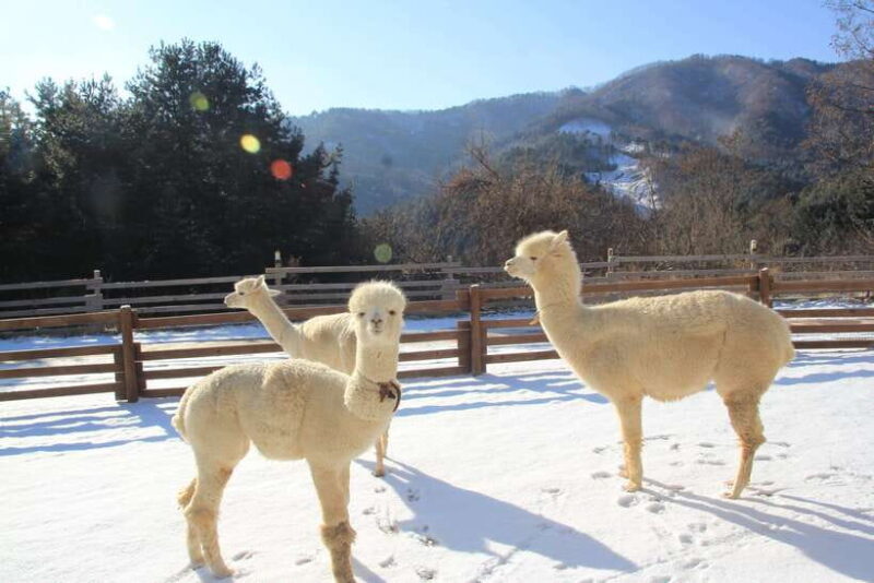Seoul: Alpaca/Nami/Garden of Morning Calm Tour (+Rail Bike) - Authentic Experiences Based on Reviews and Feedback