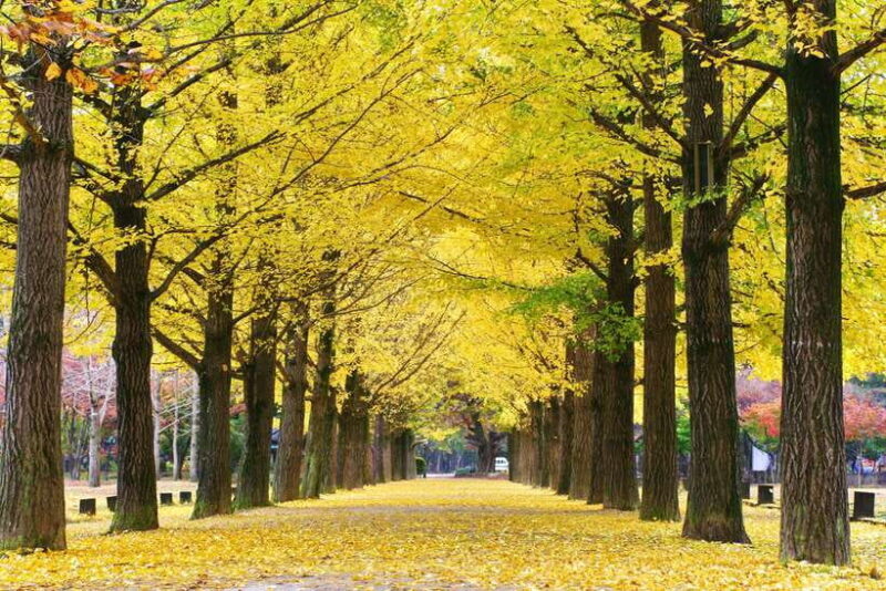 Seoul: Alpaca/Nami/Garden of Morning Calm Tour (+Rail Bike) - FAQs