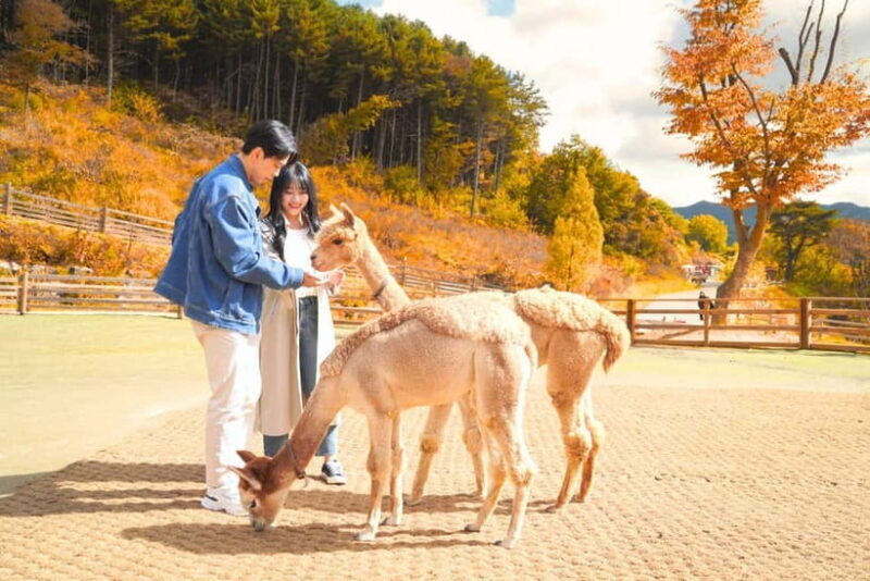 Seoul: Alpaca World and Nami Island (with Garden / Railbike) - Why This Tour Works for Different Travelers