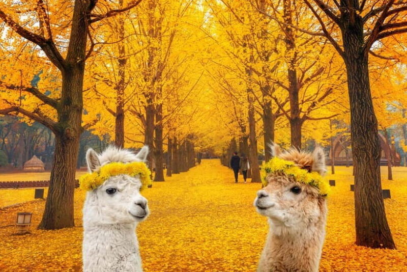 Seoul: Alpaca World & Nami Island (opt. Gangchon Railbike) - Alpaca World: Heartwarming Animal Encounters