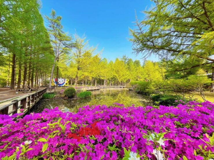 Seoul: Alpaca World & Nami Island (Optional Korean Garden) - Alpaca World: A Tranquil Encounter
