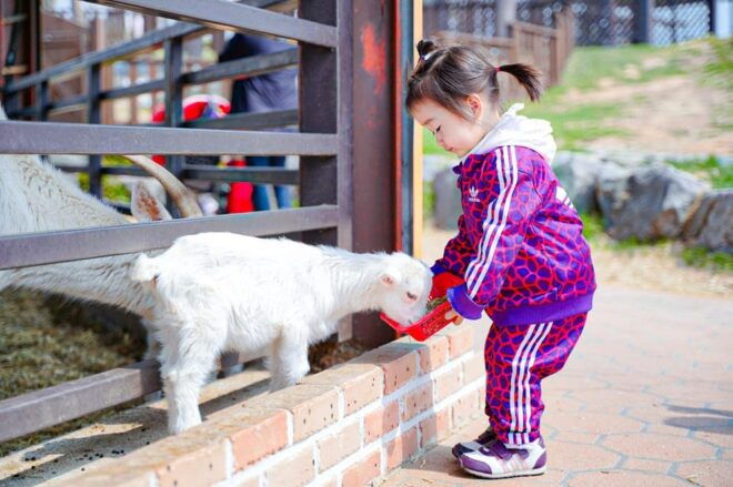 Seoul: Anseong UNESCO Performance/Kimchi Making One Day Tour - Special Promotion Details