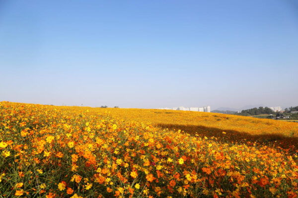 Seoul: Anseong UNESCO Performance/Kimchi Making One Day Tour - Questions You May Have