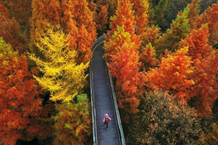 Seoul: Autumn Jangtaesan Recreational Forest One Day Tour - Itinerary Highlights