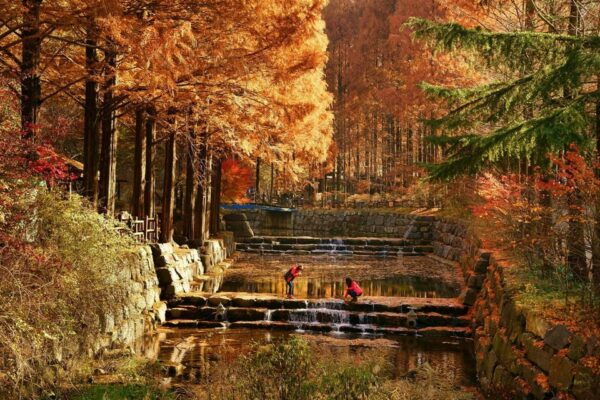 Seoul: Autumn Jangtaesan Recreational Forest One Day Tour - Booking Information