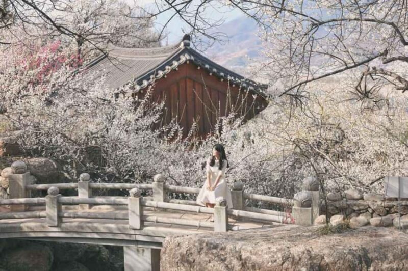 Seoul/Busan: Gwangyang Plum Blossom Festival Spring Day Tour - What Makes This Tour Stand Out?