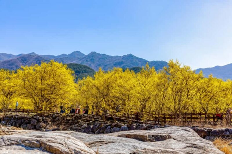 Seoul/Busan: Gwangyang Plum Blossom Festival Spring Day Tour - Who Is This Tour Best For?