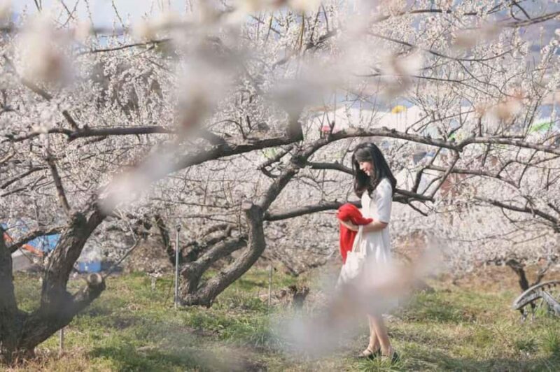 Seoul/Busan: Gwangyang Plum Blossom Festival Spring Day Tour - Final Thoughts