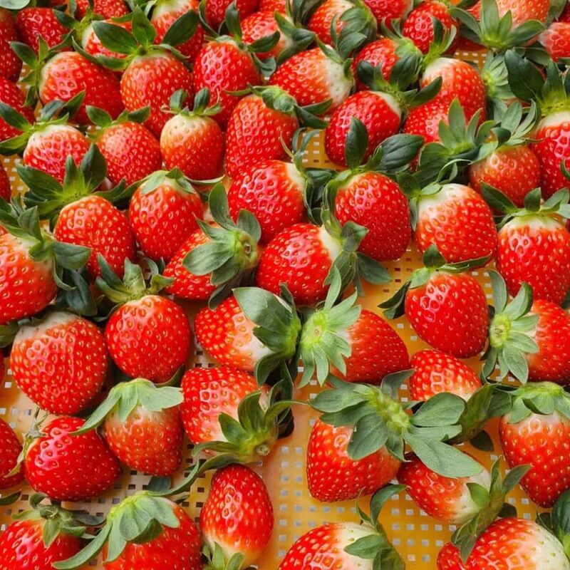 Seoul: Cheongyang Ice Festival & Strawberry Picking - The Ultimate Guide to the Cheongyang Ice Festival & Strawberry Picking Tour