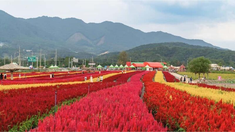 Seoul: Cheorwon DMZ & 2nd Tunnel Small Group Tour - Practical Details and What to Expect