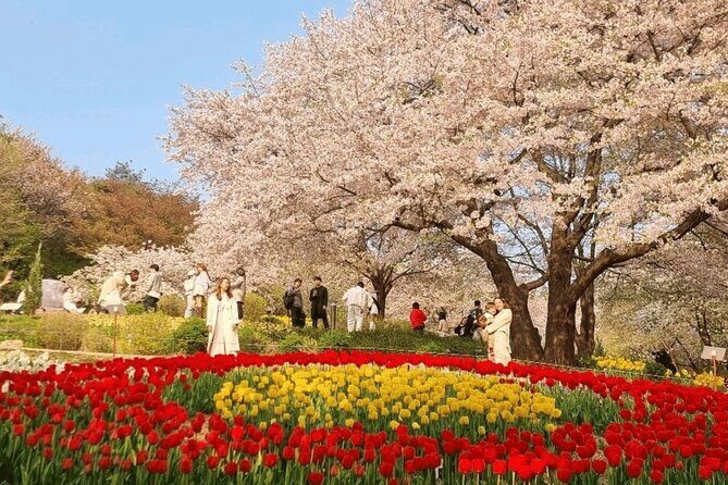 Seoul Cherry Blossom and Hanok Experience Private Car Tour - Cost and Value Analysis