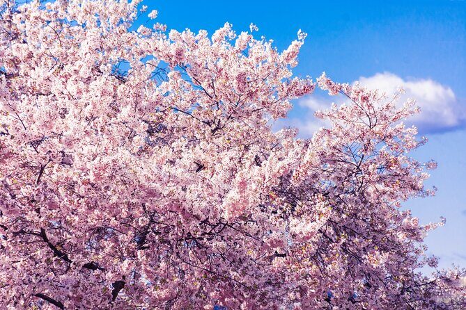 Seoul Cherry Blossom and Spring Experience Walking Tour - An Introduction to the Tour