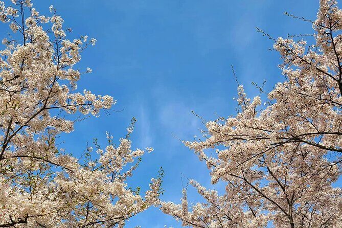 Seoul Cherry Blossom Walking Tour to Gyeongui Line Park - Good To Know
