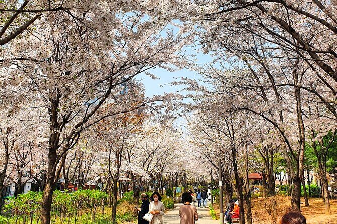 Seoul Cherry Blossom Walking Tour to Gyeongui Line Park - Why This Tour Is a Great Choice