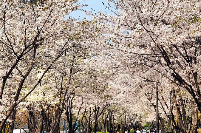 Seoul Cherry Blossom Walking Tour to Gyeongui Line Park - Who Will Love This Experience?