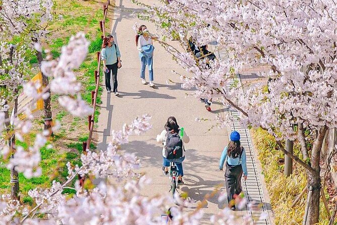 Seoul Cherry Blossom Walking Tour to Gyeongui Line Park - Introduction to the Itinerary