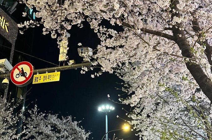 Seoul City Cherry Blossom Private Sightseeing Tour - Who Is This Tour Best For?