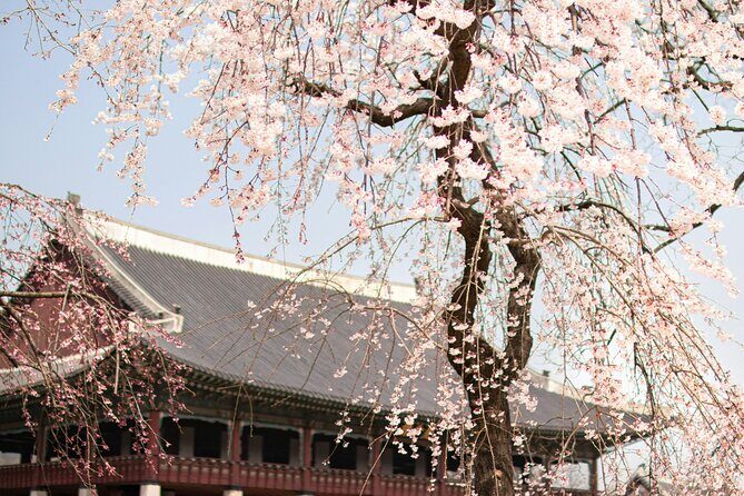 Seoul City Cherry Blossom Private Sightseeing Tour - Final Thoughts