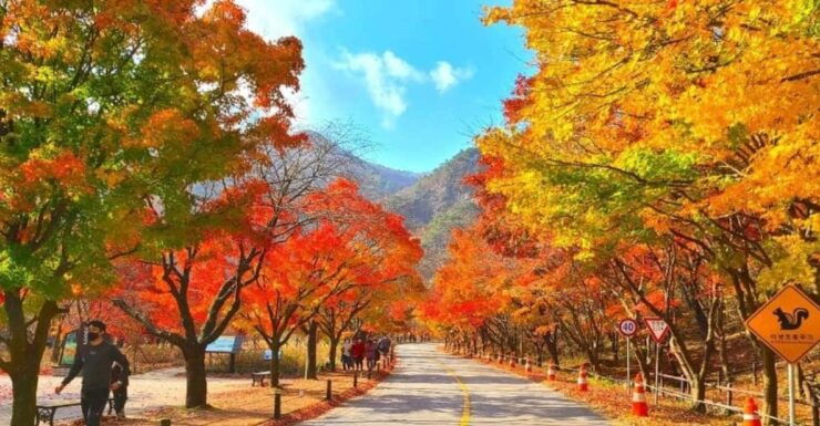 Seoul: Classic Naejangsan National Park One Day Tour - Key Points