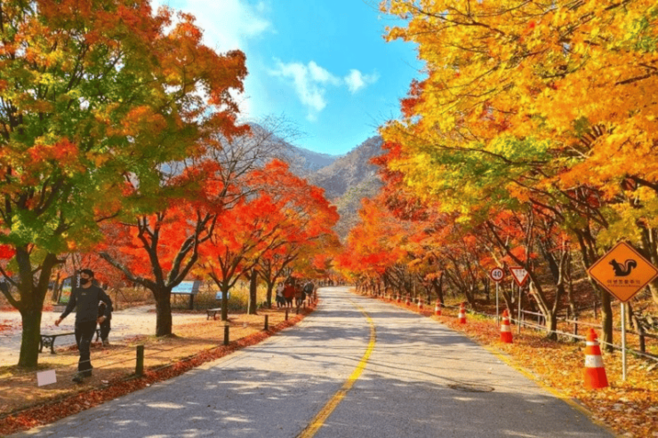 Seoul: Classic Naejangsan National Park One Day Tour - Itinerary Highlights