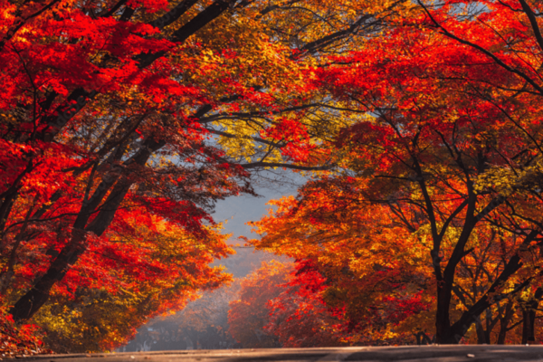 Seoul: Classic Naejangsan National Park One Day Tour - Booking Your Adventure
