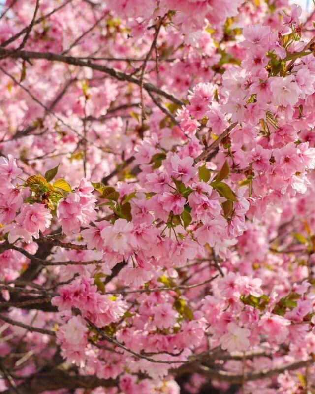 Seoul Day Tour: Suwon Hwaseong Fortress & Cherry Blossoms - Practical Considerations and Value