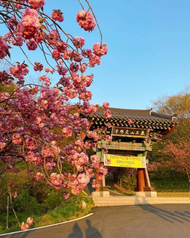 Seoul Day Tour: Suwon Hwaseong Fortress & Cherry Blossoms - The Practical Side: Transport, Price, and Pacing