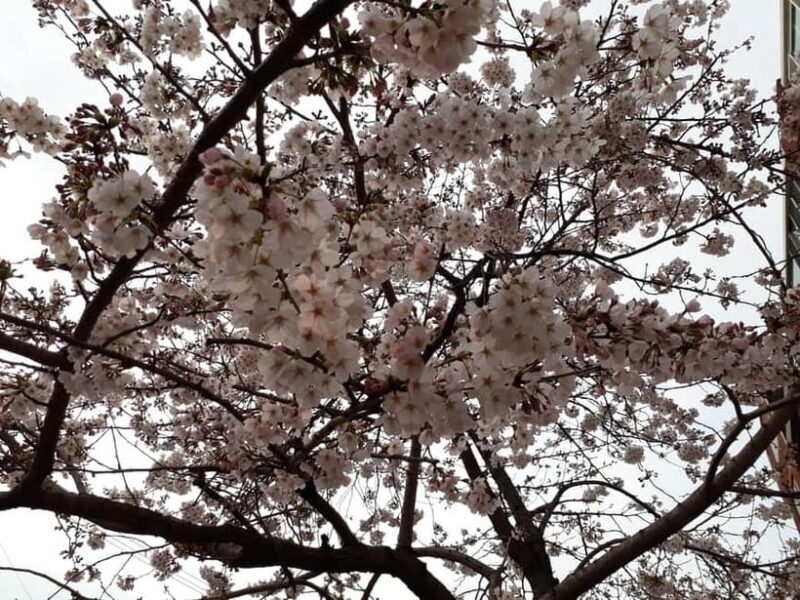 Seoul: Donghaksa Cherry Blossom and Jeonju Hanok Day Tour - Practical Details and Experience Breakdown