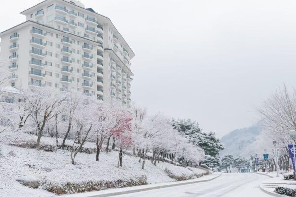 Seoul: Elysian Ski Resort & Eobi Ice Valley - Booking and Cancellation Policy