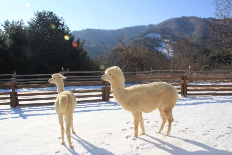 Seoul: Eobi Ice Valley, Alpaca World, Nami Island and More - Who Is This Tour Best For?