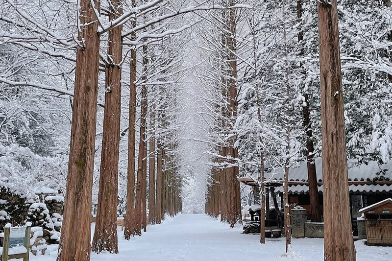 Seoul Eobi Ice Valley & Nami Island Winter Day Tour - Who should book this winter day tour?
