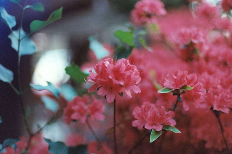 Seoul Film Camera Club - Who Will Love This Tour?