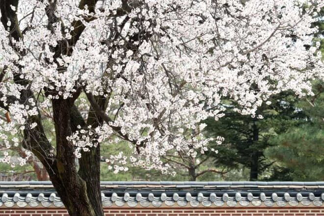Seoul: Gyeongbokgung Palace Tour & Lunch at Authentic Market - Architectural Highlights to Explore