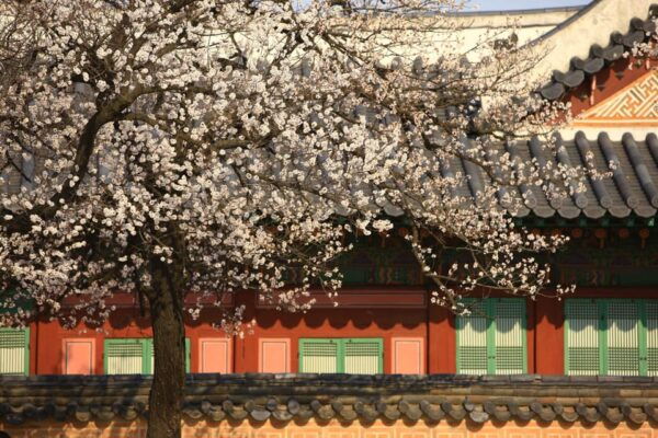 Seoul: Gyeongbokgung Palace Tour & Lunch at Authentic Market - Customer Experiences and Feedback
