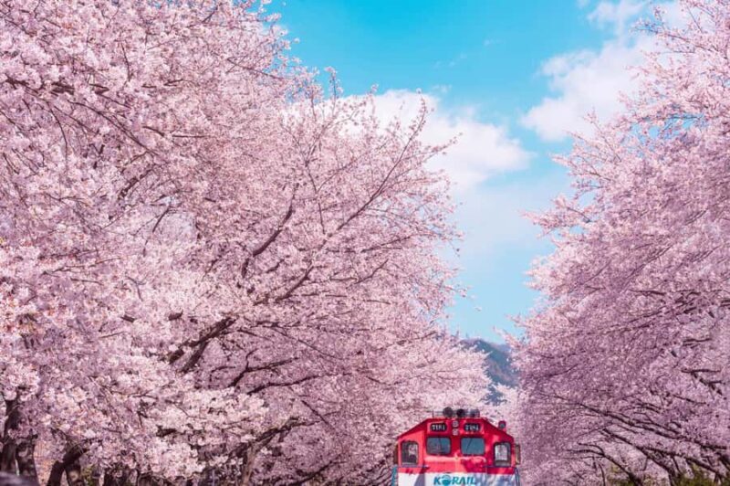 Seoul: Jinhae Cherry Blossom or Random Spring Flowers Tour - A Detailed Look at the Tour Experience