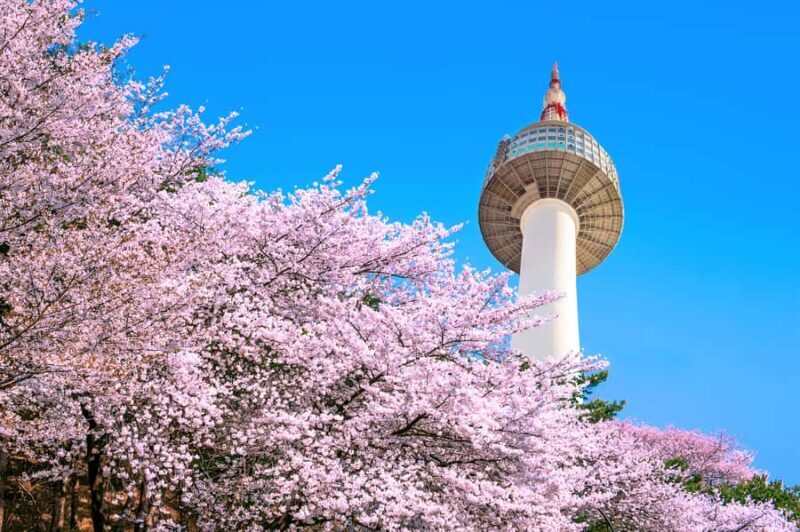 Seoul: Jinhae Cherry Blossom or Random Spring Flowers Tour - Who Should Consider This Tour?