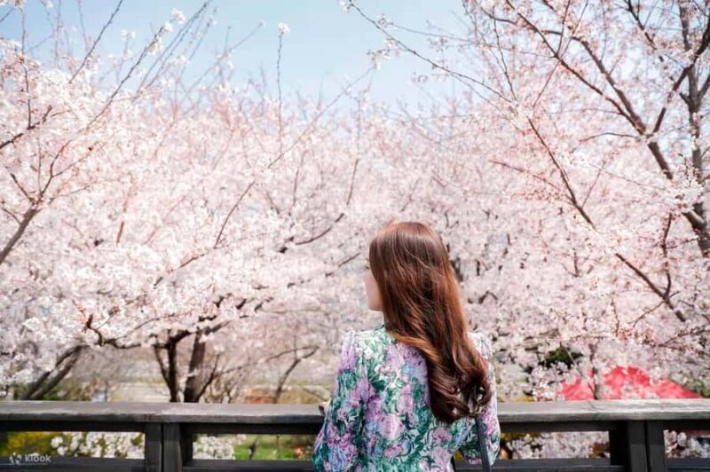 Seoul: King Cherry Blossom or Random Spring Flowers Day Tour - Good To Know