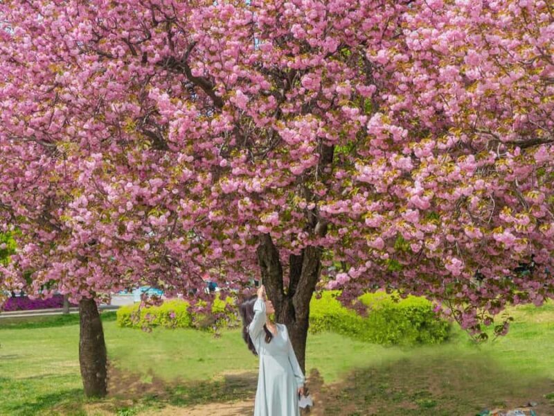 Seoul: King Cherry Blossom or Random Spring Flowers Day Tour - An Overview of the Tours: What You Can Expect