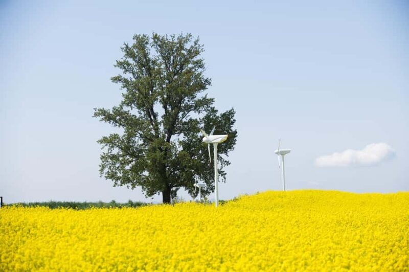 Seoul: King Cherry Blossom or Random Spring Flowers Day Tour - What Reviewers Say