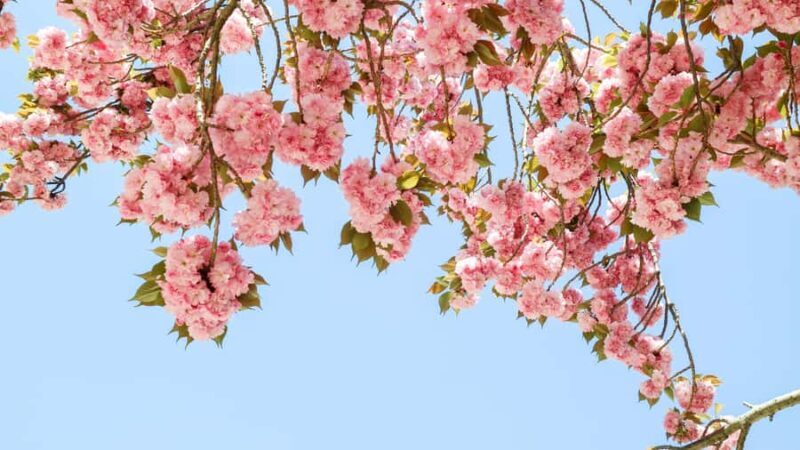 Seoul: King Cherry Blossom or Random Spring Flowers Day Tour - The Sum Up