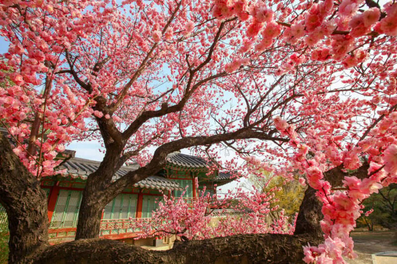 Seoul: King Cherry Blossom or Random Spring Flowers Day Tour - FAQ