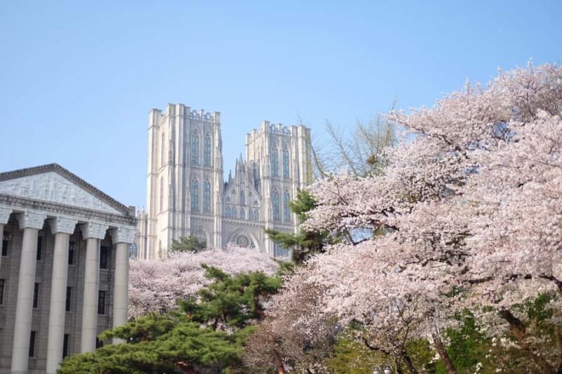 Seoul: King Cherry Blossom or Random Spring Flowers Day Tour - Good To Know