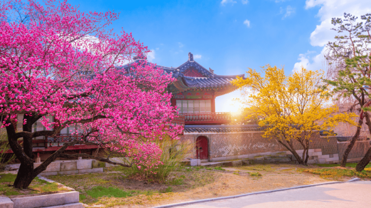 Seoul Korea 7 Day Sightseeing Tour Shopping & Street Food - Key Points