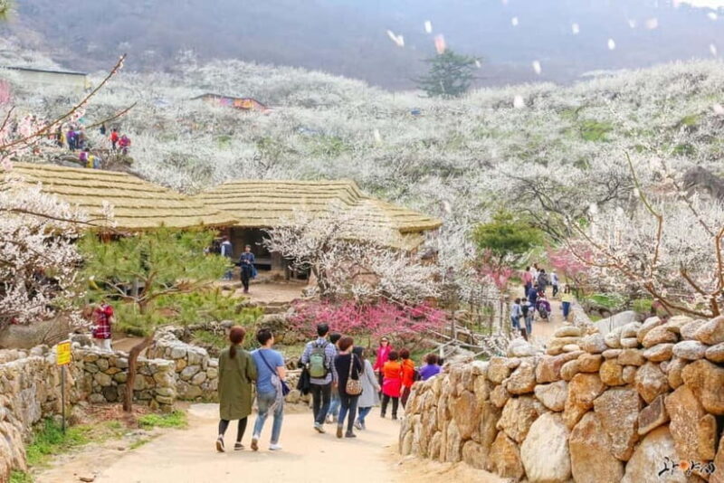 Seoul: Korea Spring Cherry Blossom Day Tour - Final Thoughts