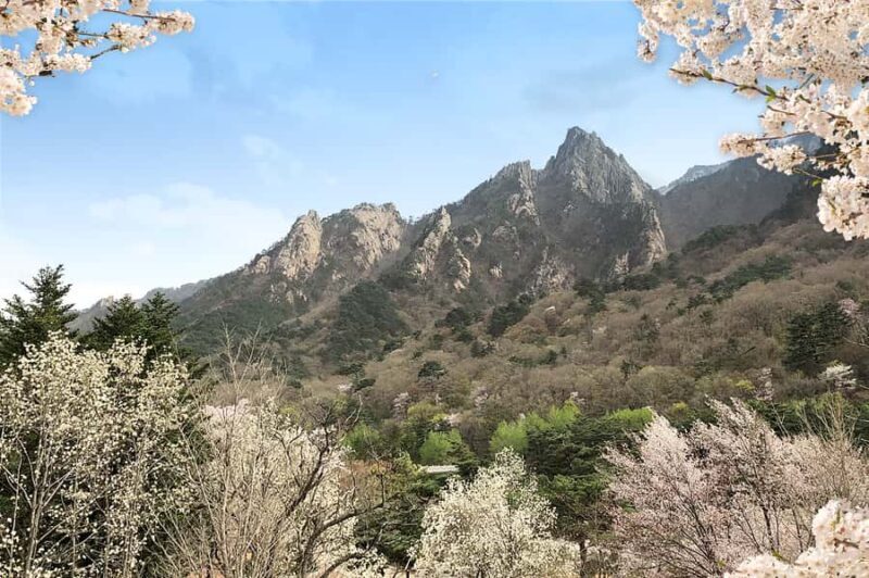 Seoul: Mt.Seorak and Cherry Blossom Lake 1 day trip - Good To Know