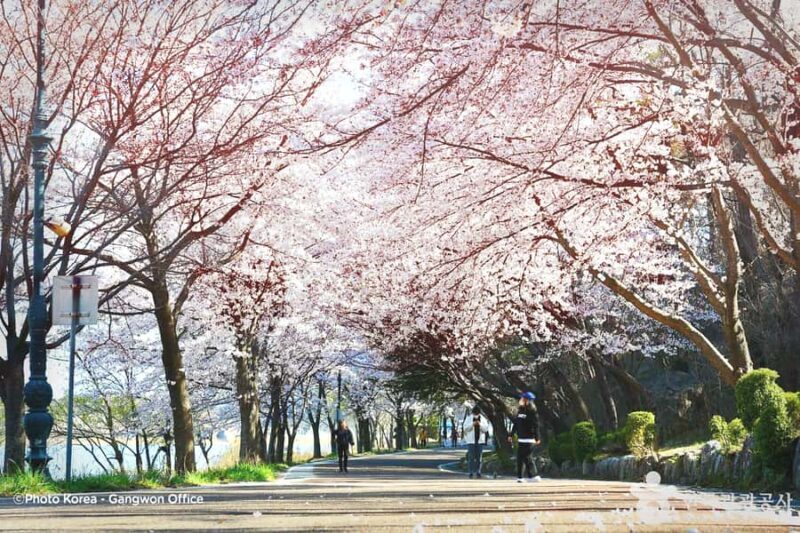 Seoul: Mt.Seorak and Cherry Blossom Lake 1 day trip - Who Will Love This Experience?
