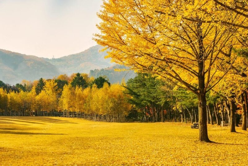 Seoul: Mt. Seorak & Nami Island & Eobi Ice Valley Day Tour - Who Will Love This Tour?